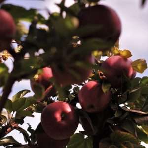 a tree filled with lots of ripe apples