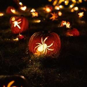yellow spider decors during night time