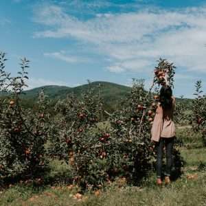 woman picking up orange fruit during daytikme