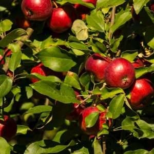 a bunch of apples on a tree