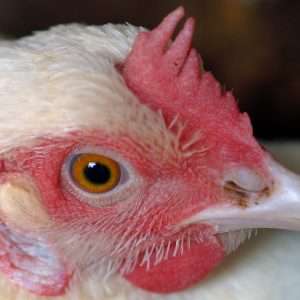 a close up of a white chicken with a red comb