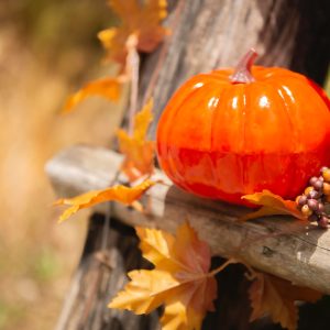 a pumpkin on a tree branch