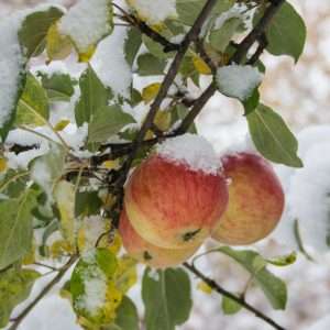 apples on a tree