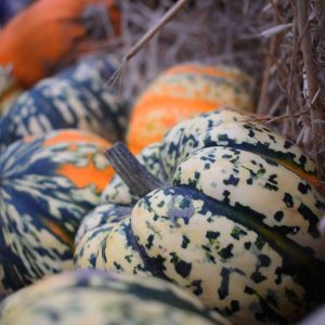 assorted-color pumpkins