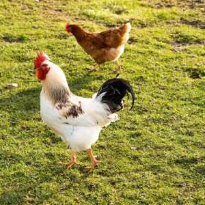 white and brown rooster on green grass field during daytime