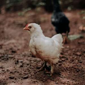 white chicken on brown soil