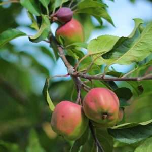 red apple fruit on tree branch