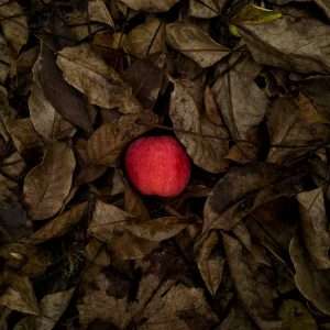 red apple on dried leaves