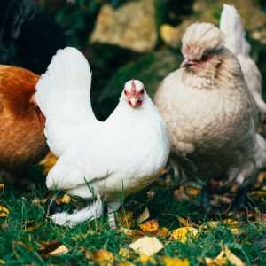 three hickens on green grsas field