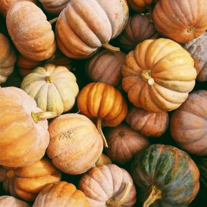 photo of orange and green squash lot