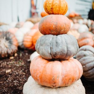 pumpkin vegetable lot