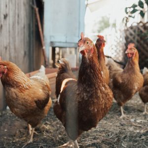 five brown hens on ground beside fence