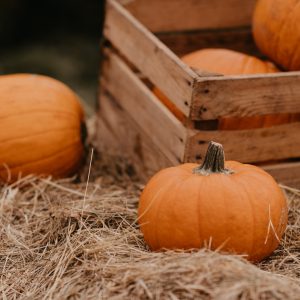 a group of pumpkins in a pile