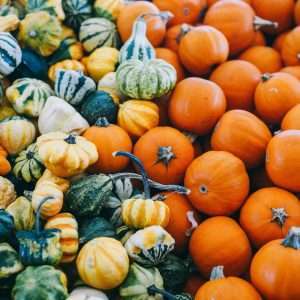 macro photography of assorted squash lot