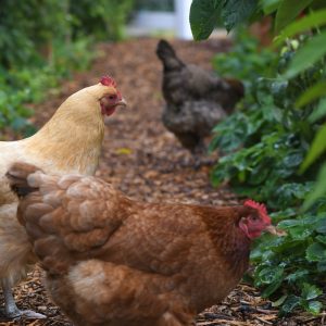 three hens beside plants