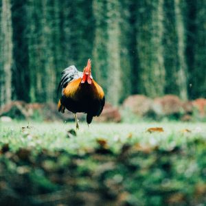 brown and black rooster walking on grass