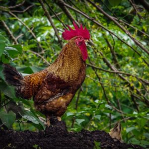 brown rooster surrounded by green plants