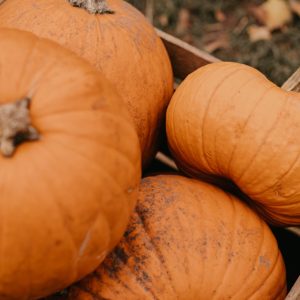 a group of pumpkins