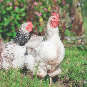 shallow focus photography of two white hens