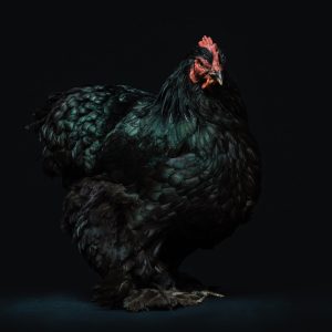 black hen