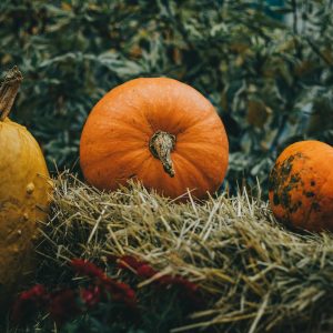 a pumpkin with a stem