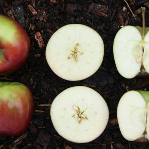 sliced apple fruit on ground