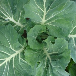 close up photo of cabbage vegetable