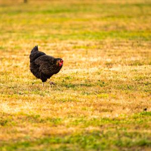 black chicken on grass area