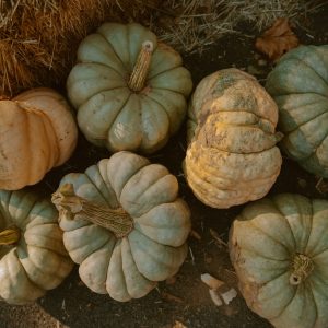 a bunch of pumpkins sitting on the ground