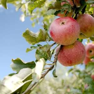 a bunch of apples hanging from a tree