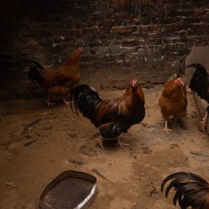 a group of chickens in a dirt area