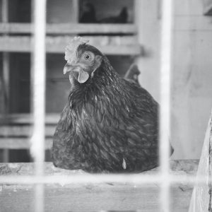 grayscale photo of hen in cage