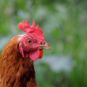 selective focus photography of brown rooster