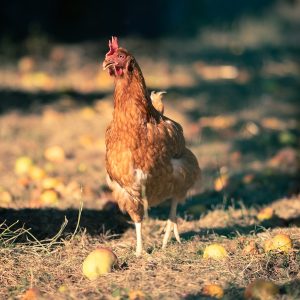 brown hen on green grass during daytime