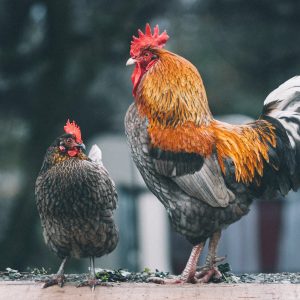 red black and white rooster