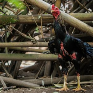 a black and red rooster standing next to a pile of branches